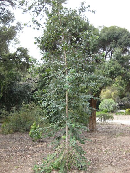 File:IMG 4670 hunt0904.jpg