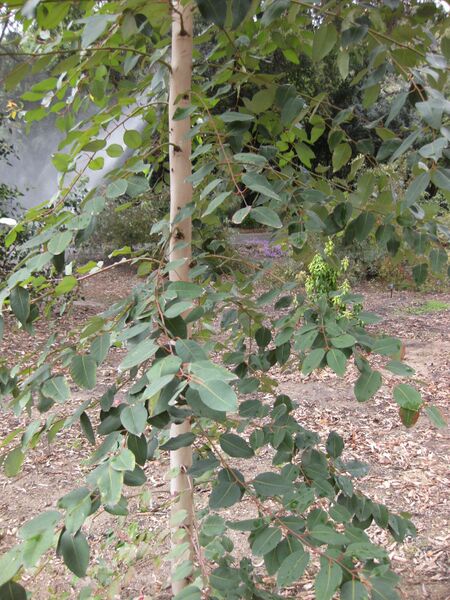 File:IMG 4671 hunt0904.jpg