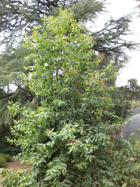 File:IMG 4673 hunt0904.jpg