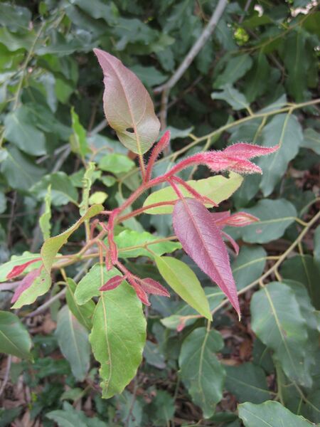 File:IMG 4675 hunt0904.jpg