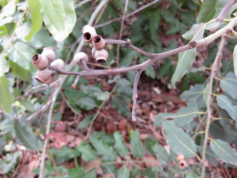 File:IMG 4676 hunt0904.jpg