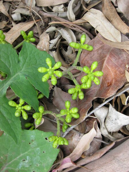 File:IMG 4677 hunt0904.jpg