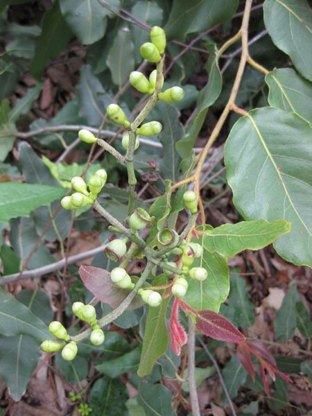 File:IMG 4678 hunt0904.jpg