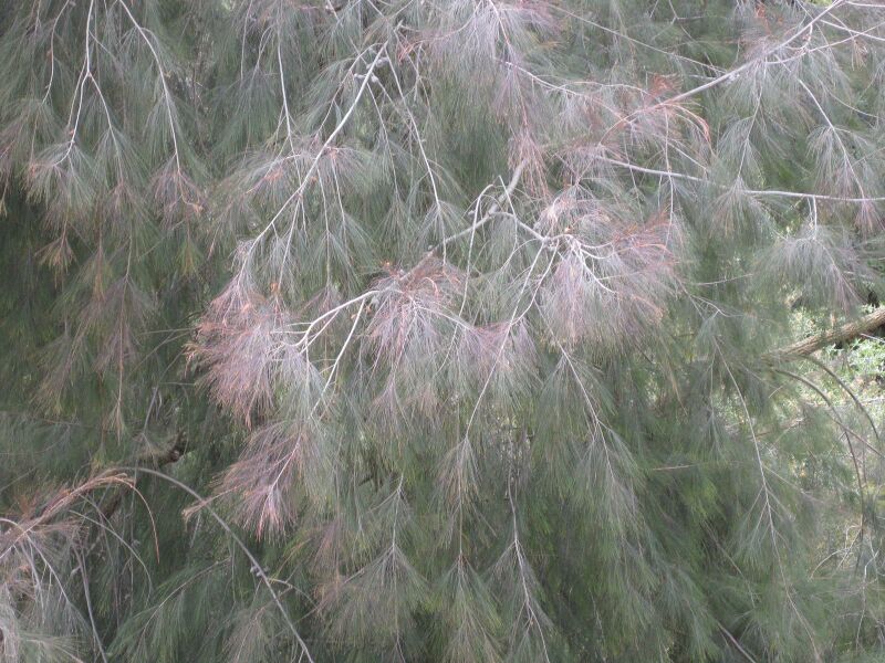 File:IMG 4680 hunt0904.jpg