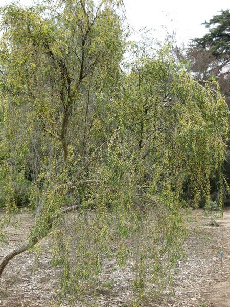 File:IMG 4684 hunt0904.jpg