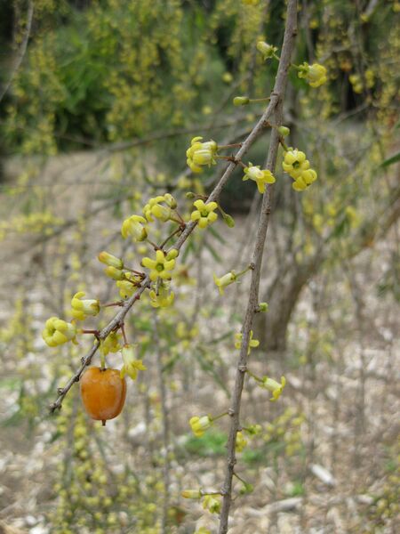 File:IMG 4685 hunt0904.jpg