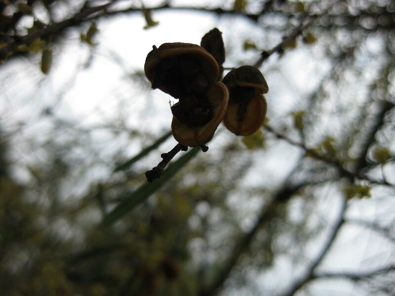 File:IMG 4687 hunt0904.jpg