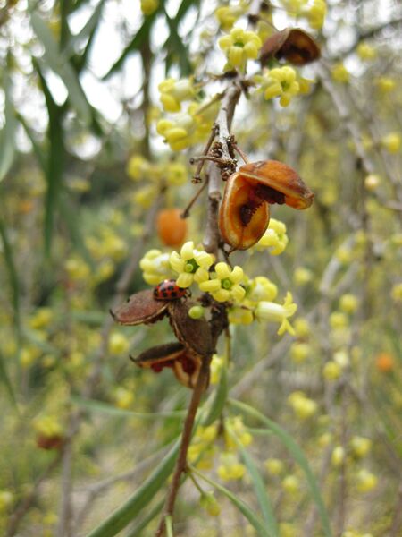 File:IMG 4688 hunt0904.jpg