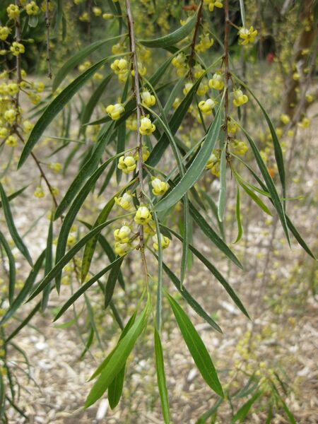 File:IMG 4689 hunt0904.jpg