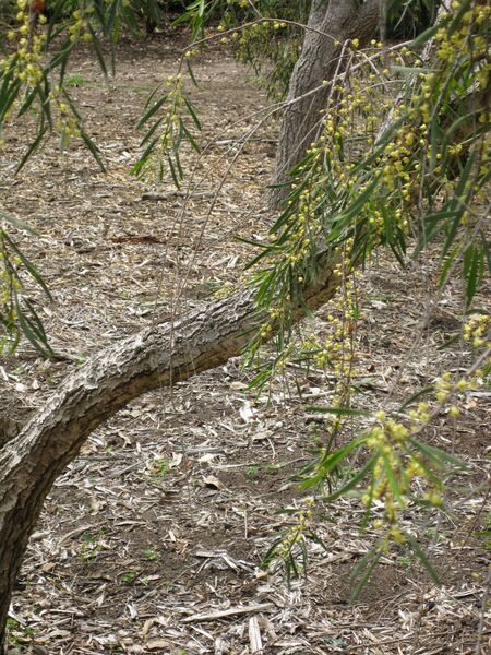 File:IMG 4690 hunt0904.jpg