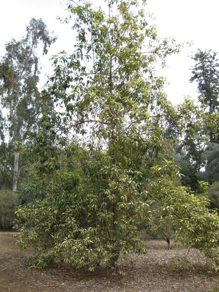 File:IMG 4691 hunt0904.jpg