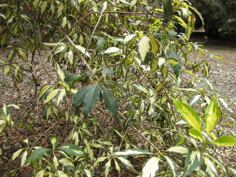 File:IMG 4692 hunt0904.jpg