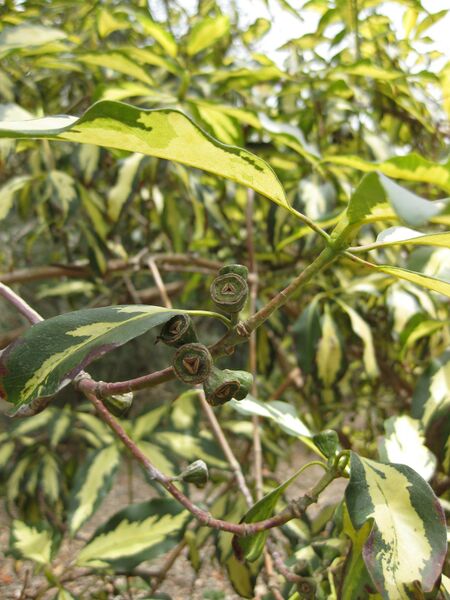 File:IMG 4693 hunt0904.jpg