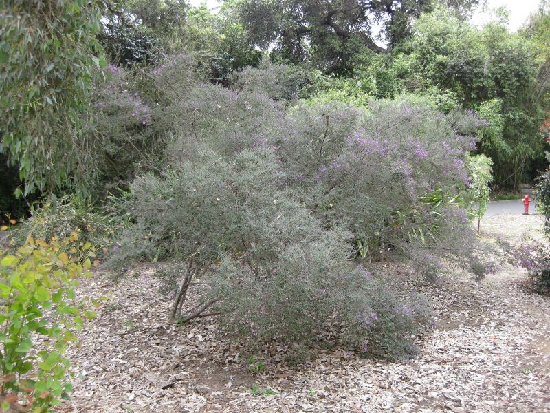 File:IMG 4695 hunt0904.jpg