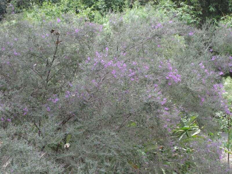 File:IMG 4696 hunt0904.jpg