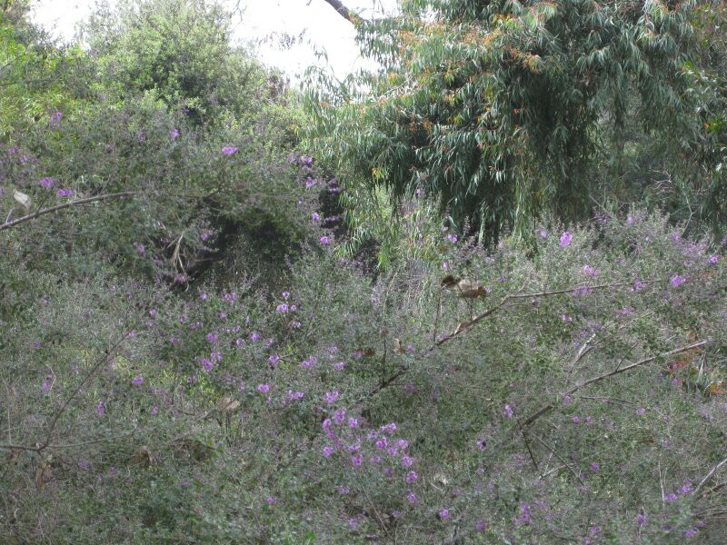 File:IMG 4698 hunt0904.jpg