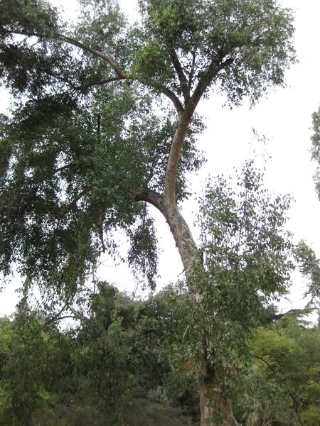 File:IMG 4699 hunt0904.jpg