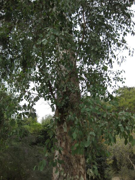 File:IMG 4700 hunt0904.jpg