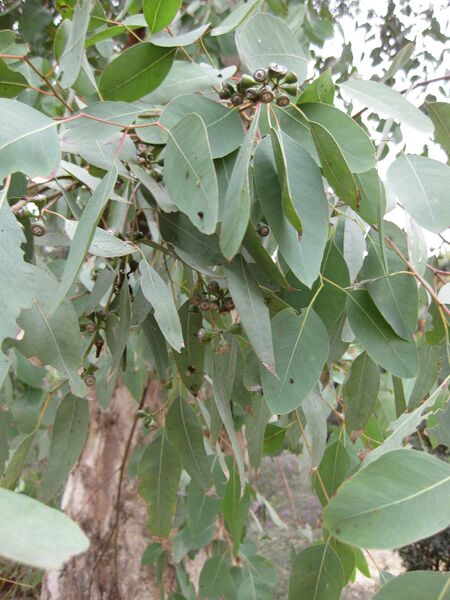 File:IMG 4701 hunt0904.jpg