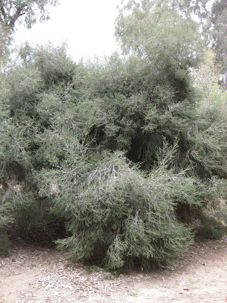 File:IMG 4703 hunt0904.jpg