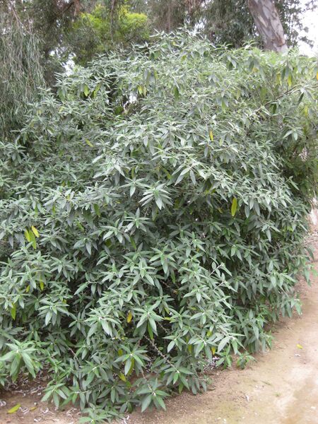 File:IMG 4704 hunt0904.jpg