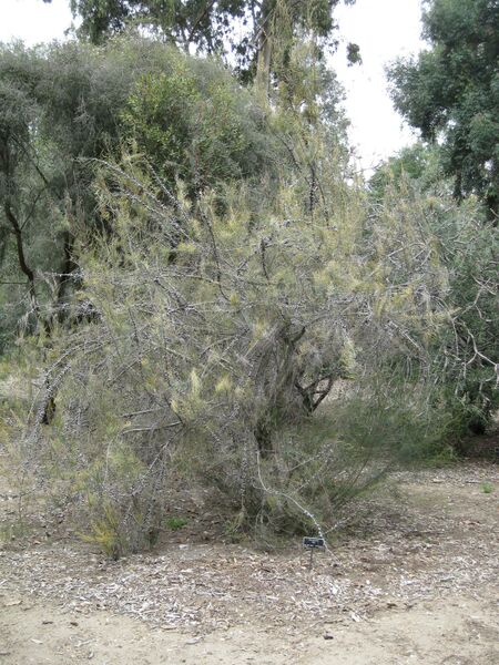 File:IMG 4705 hunt0904.jpg