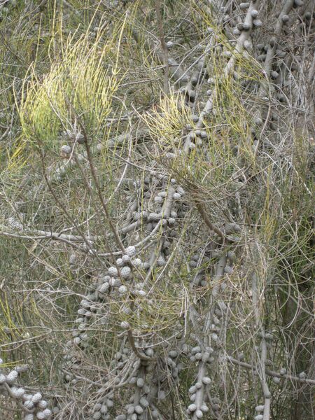 File:IMG 4707 hunt0904.jpg