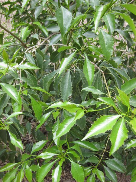 File:IMG 4709 hunt0904.jpg