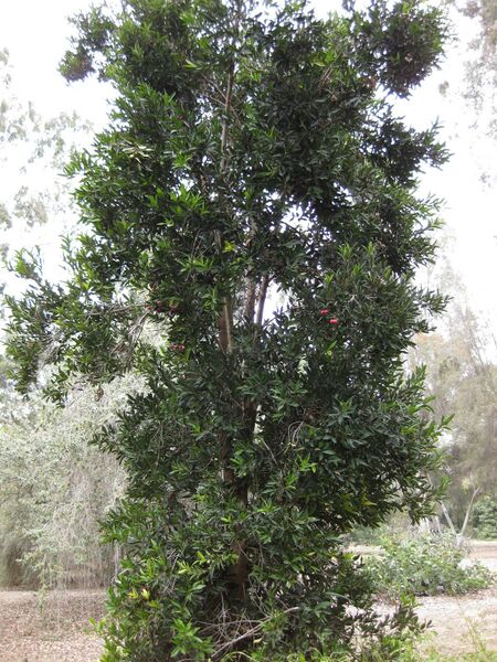 File:IMG 4711 hunt0904.jpg