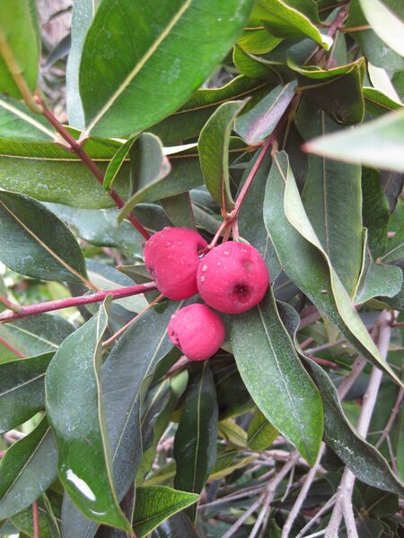 File:IMG 4712 hunt0904.jpg