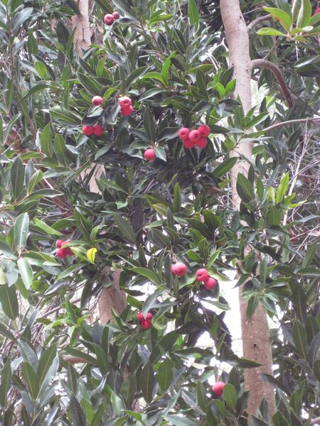 File:IMG 4713 hunt0904.jpg