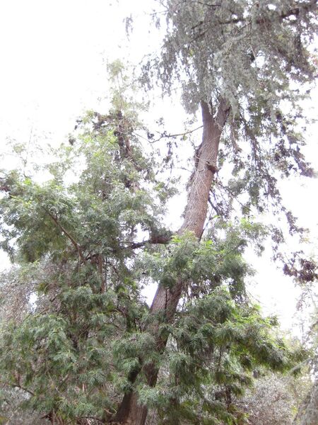 File:IMG 4715 hunt0904.jpg