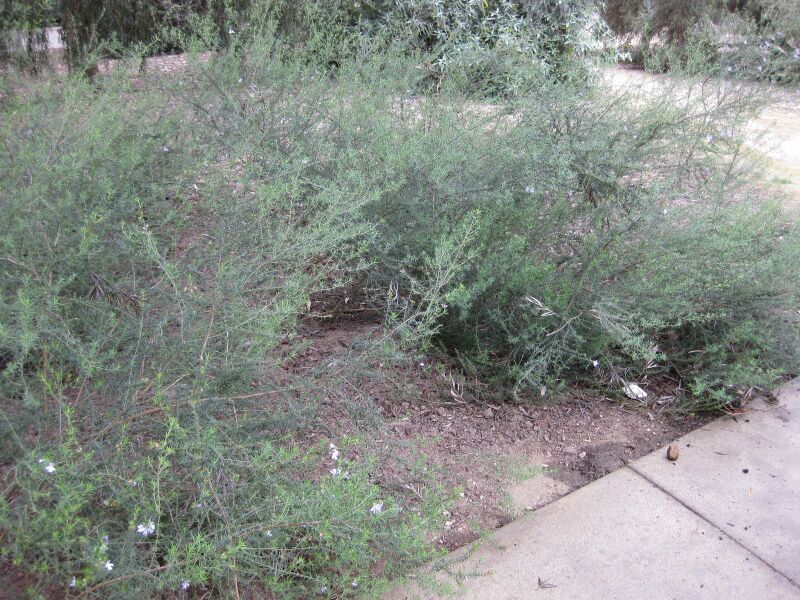 File:IMG 4717 hunt0904.jpg