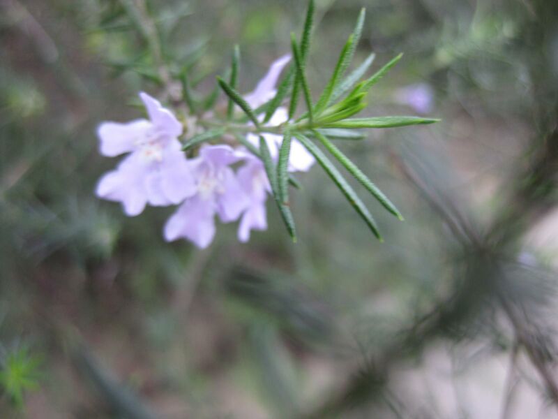 File:IMG 4718 hunt0904.jpg