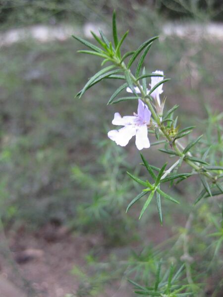 File:IMG 4719 hunt0904.jpg