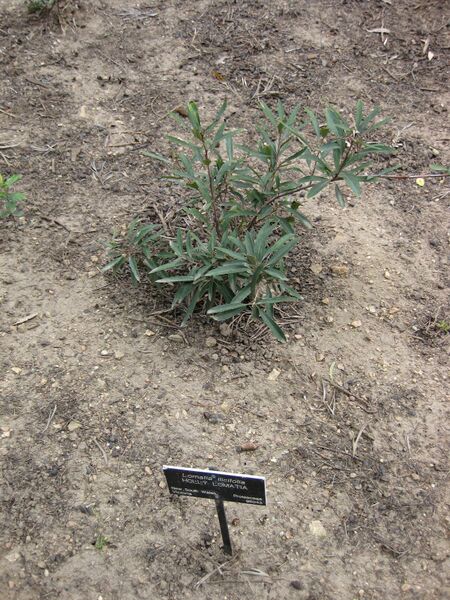 File:IMG 4721 hunt0904.jpg