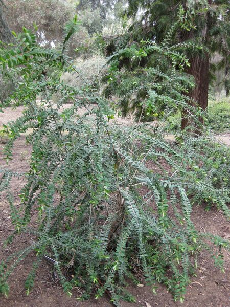 File:IMG 4722 hunt0904.jpg