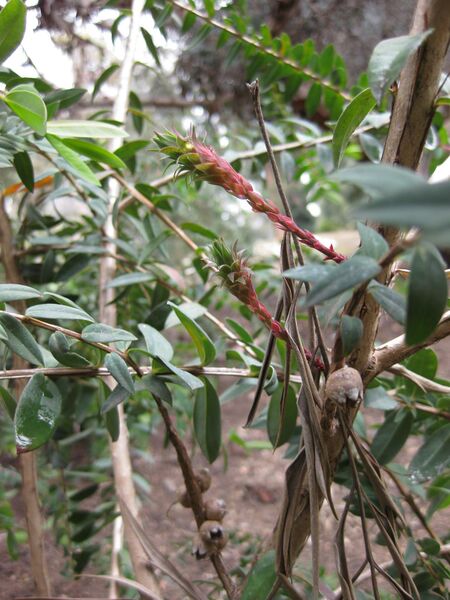 File:IMG 4723 hunt0904.jpg