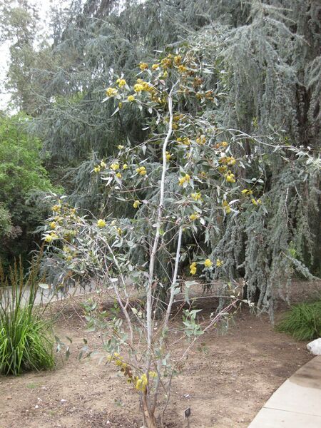 File:IMG 4725 hunt0904.jpg