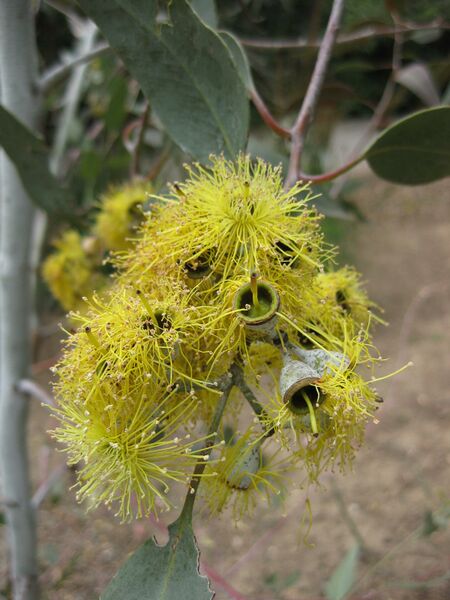 File:IMG 4726 hunt0904.jpg