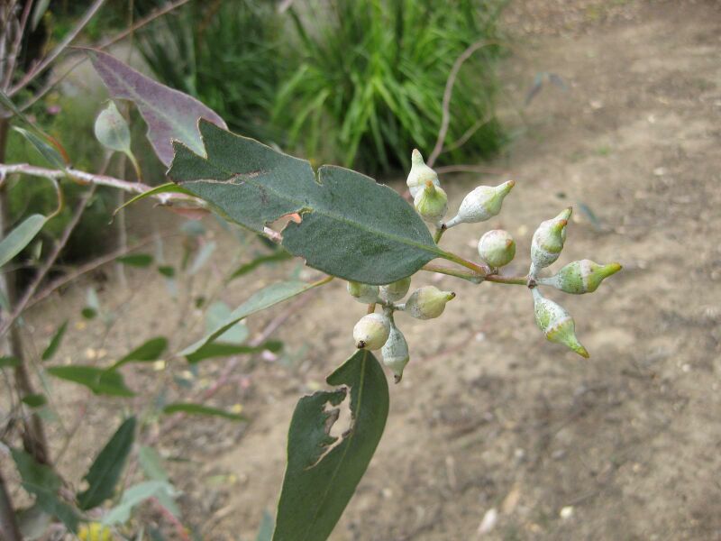 File:IMG 4727 hunt0904.jpg