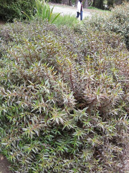 File:IMG 4729 hunt0904.jpg