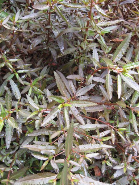 File:IMG 4731 hunt0904.jpg