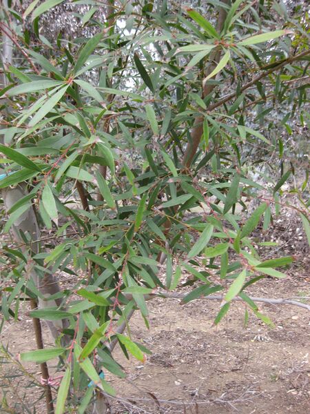 File:IMG 4733 hunt0904.jpg