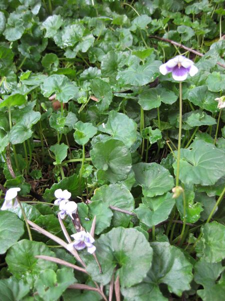 File:IMG 4736 hunt0904.jpg