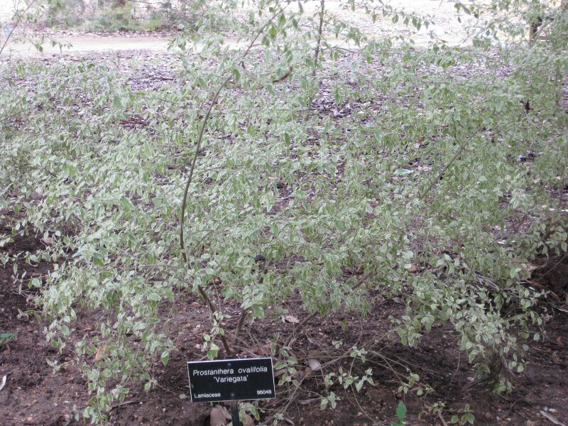 File:IMG 4738 hunt0904.jpg