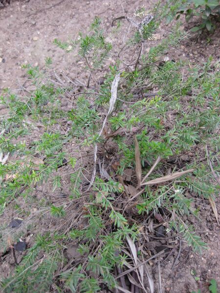 File:IMG 4740 hunt0904.jpg