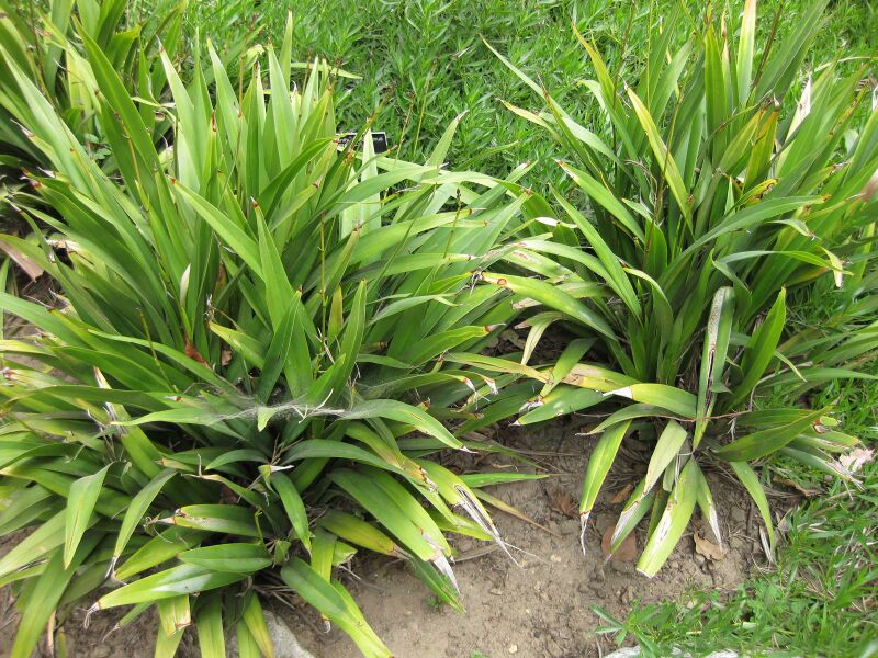 File:IMG 4742 hunt0904.jpg