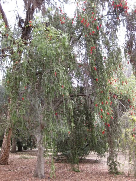 File:IMG 4744 hunt0904.jpg