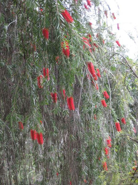 File:IMG 4745 hunt0904.jpg